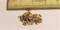 Callistephus chinensis